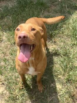 261011  Raven -  Labrador Retriever and Pit Bull Terrier Dog for Adoption in Wetumpka, Alabama - 261011  Raven | PetCurious