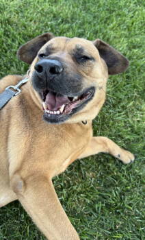 Rescue Labrador Retriever Dogs for Adoption in Davis, California - Bella (Courtesy Post) | PetCurious