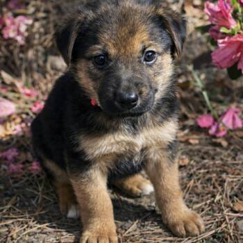German Shepherd Dog and Labrador Retriever Dogs Available for Adoption in Lucas, Texas - Esta | PetCurious