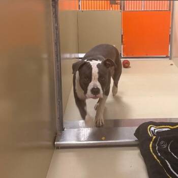 Thor Majestic -  Pit Bull Terrier Dog for Adoption in Philadelphia, Pennsylvania - Thor Majestic | PetCurious