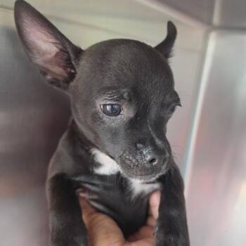 Woogie -  Mixed Breed Dog for Adoption in Leander, Texas - Woogie | PetCurious