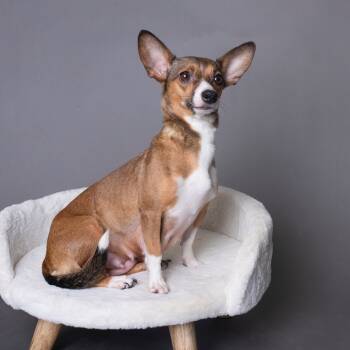 Rescue Chihuahua and Mixed Breed Dogs for Adoption in Sacramento, California - Molly (Mama) | PetCurious