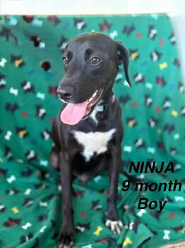 Parson Russell Terrier Dogs Available for Adoption - Ninja | PetCurious