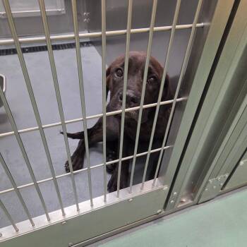 Mr.Beast -  Mixed Breed Dog for Adoption in Memphis, Tennessee - Mr.Beast | PetCurious