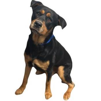 Ronald -  Rottweiler Dog for Adoption in Red Bluff, California - Ronald | PetCurious