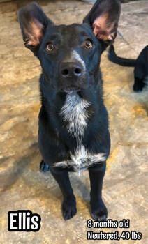 Rescue Shepherd Dogs for Adoption in Tulsa, Oklahoma - Ellis | PetCurious