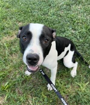 Lisbeth -  Pit Bull Terrier and Mixed Breed Dog for Adoption in Kansas City, Missouri - Lisbeth | PetCurious