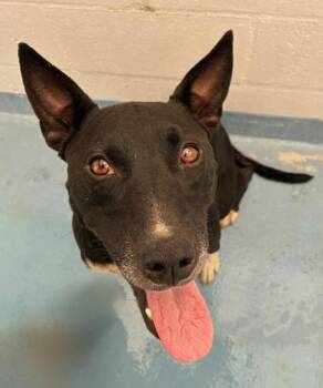 Labrador Retriever and Mixed Breed Dogs Available for Adoption in Gainesville, Florida - Happy | PetCurious