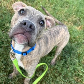 Rainier -  Terrier and Boxer Dog for Adoption in West Des Moines, Iowa - Rainier | PetCurious