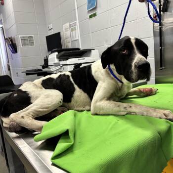 Theodore -  Great Dane and Mixed Breed Dog for Adoption in Pearland, Texas - Theodore | PetCurious