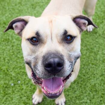 Rescue Pit Bull Terrier Dogs for Adoption in Des Moines, Iowa - Rudy | PetCurious