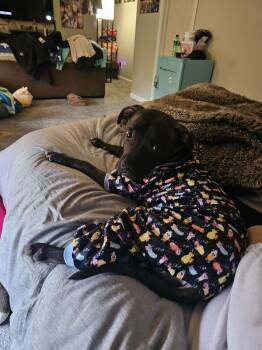 Pit Bull Terrier and Boxer Dogs Available for Adoption - Boomer COURTESY | PetCurious