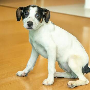 MOCHI -  Labrador Retriever and Mixed Breed Dog for Adoption in St. Louis, Missouri - MOCHI | PetCurious