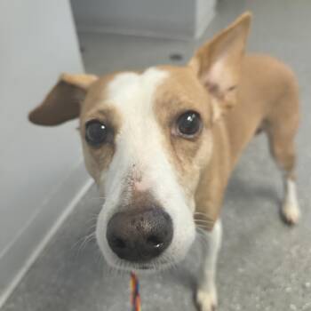 Daisy -  Hound Dog for Adoption in Watertown, New York - Daisy | PetCurious
