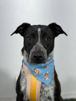 Hanzel-One of our Amazing Rescue Dogs -  Cattle Dog and Australian Cattle Dog Blue Heeler Dog for Adoption in Carlsbad, California - Hanzel-One Of Our Amazing Rescue Dogs | PetCurious