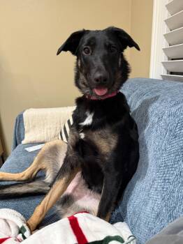 German Shepherd Dog Dogs Available for Adoption - ROXY | PetCurious