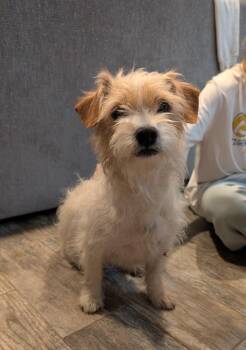 Wirehaired Terrier Dogs Available for Adoption in Kemp, Texas - Thelma | PetCurious