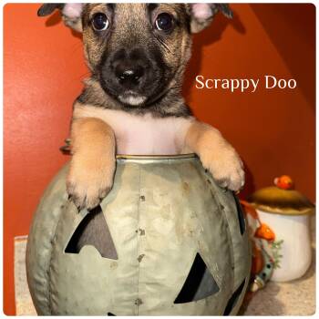 Rescue Chihuahua and Corgi Dogs for Adoption - Scrappy Doo | PetCurious