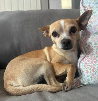 Chihuahua Dogs Available for Adoption in West Milwaukee, Wisconsin - Siggy $425 | PetCurious