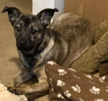 Willow Mae -  Australian Cattle Dog Blue Heeler Dog for Adoption in Puyallup, Washington - Willow Mae | PetCurious