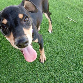 Alfie -  Chihuahua Dog for Adoption in Albuquerque, New Mexico - Alfie | PetCurious