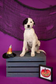 Rescue Border Collie Dogs for Adoption in Brighton, Colorado - 935-25 | PetCurious