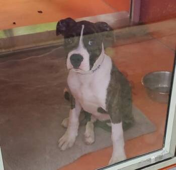 Jenga -  American Bulldog and Pit Bull Terrier Dog for Adoption in Kansas City, Missouri - Jenga | PetCurious