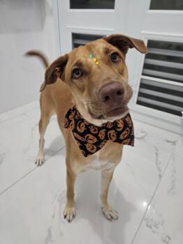 Rescue Labrador Retriever Dogs for Adoption in Naranjito, Naranjito - Lola | PetCurious