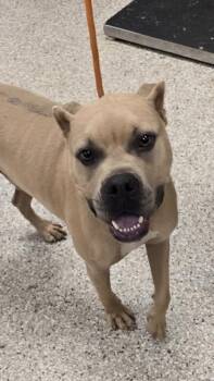 Wheatley -  Boxer and Mixed Breed Dog for Adoption in Gastonia, North Carolina - Wheatley | PetCurious