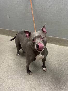 HARLEY -  Pit Bull Terrier Dog for Adoption in Las Vegas, Nevada - HARLEY | PetCurious