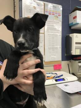 Labrador Retriever and Mixed Breed Dogs Available for Adoption - DOBBY | PetCurious