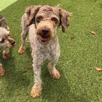 Biscotti 7359 -  Poodle Dog for Adoption in Loxahatchee Groves, Florida - Biscotti 7359 | PetCurious
