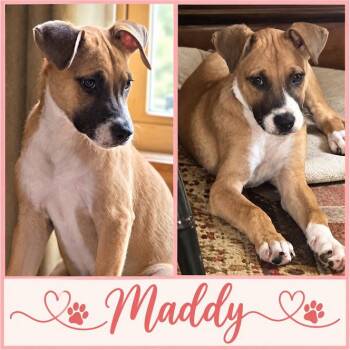 Maddy -  Pit Bull Terrier and Mixed Breed Dog for Adoption in Zimmerman, Minnesota - Maddy | PetCurious