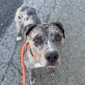 Mixed Breed Dogs Available for Adoption in Spokane, Washington - Jay | PetCurious