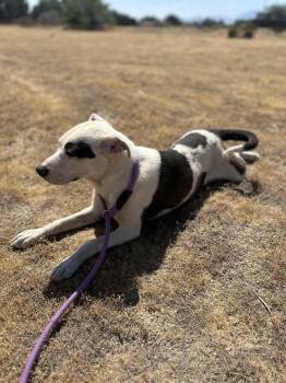 Terrier Dogs Available for Adoption in Santa Monica, California - Maisy | PetCurious
