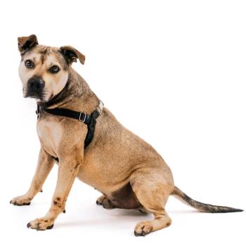 Hot Dog -  American Bulldog and Mixed Breed Dog for Adoption in East Hampton, New York - Hot Dog | PetCurious