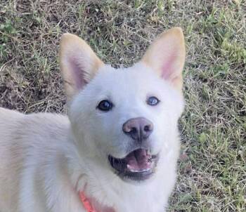 Rescue Jindo Dogs for Adoption in San Ramon, California - Bobo | PetCurious