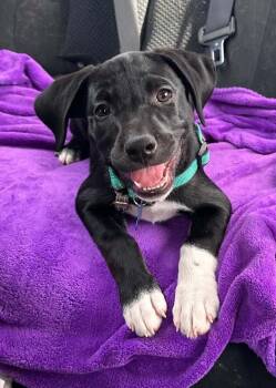Lollipop -  Pointer Dog for Adoption in Columbia, Missouri - Lollipop | PetCurious