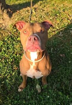 Hippi -  Pit Bull Terrier Dog for Adoption in Springfield, Illinois - Hippi | PetCurious