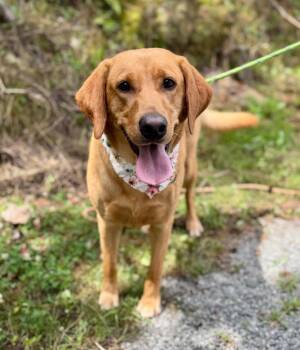 Blair -  Mixed Breed Dog for Adoption in Ellijay, Georgia - Blair | PetCurious