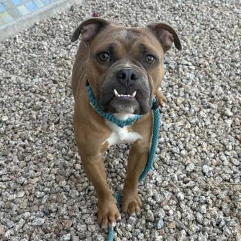 Jester -  English Bulldog and American Bully Dog for Adoption in Phoenix, Arizona - Jester | PetCurious