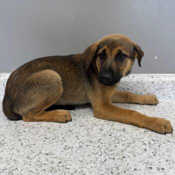 Jackie -  Shepherd and Labrador Retriever Dog for Adoption in Normal, Illinois - Jackie | PetCurious