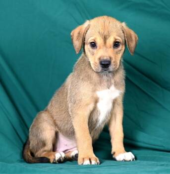 Jessica Riley -  Beagle Dog for Adoption in Newport, Kentucky - Jessica Riley | PetCurious