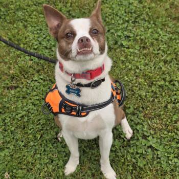Jack Russell Terrier and Chihuahua Dogs Available for Adoption in Edison, New Jersey - Bruce | PetCurious