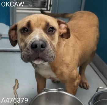 A476379 -  Pit Bull Terrier Dog for Adoption in Oklahoma City, Oklahoma - A476379 | PetCurious