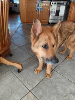 Bruno -  German Shepherd Dog Dog for Adoption in Cupertino, California - Bruno | PetCurious