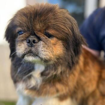 Pekingese Dogs Available for Adoption - Sophie 1980 | PetCurious