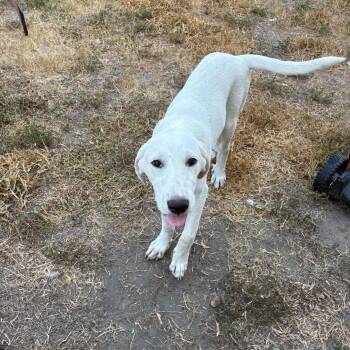 Buddy -  Labrador Retriever and Yellow Labrador Retriever Dog for Adoption in Winter, Wisconsin - Buddy | PetCurious