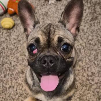 French Bulldog Dogs Available for Adoption in Montgomery, Texas - Chloe | PetCurious