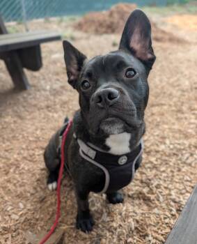 Melon Baby -  French Bulldog Dog for Adoption in Santa Rosa, California - Melon Baby | PetCurious